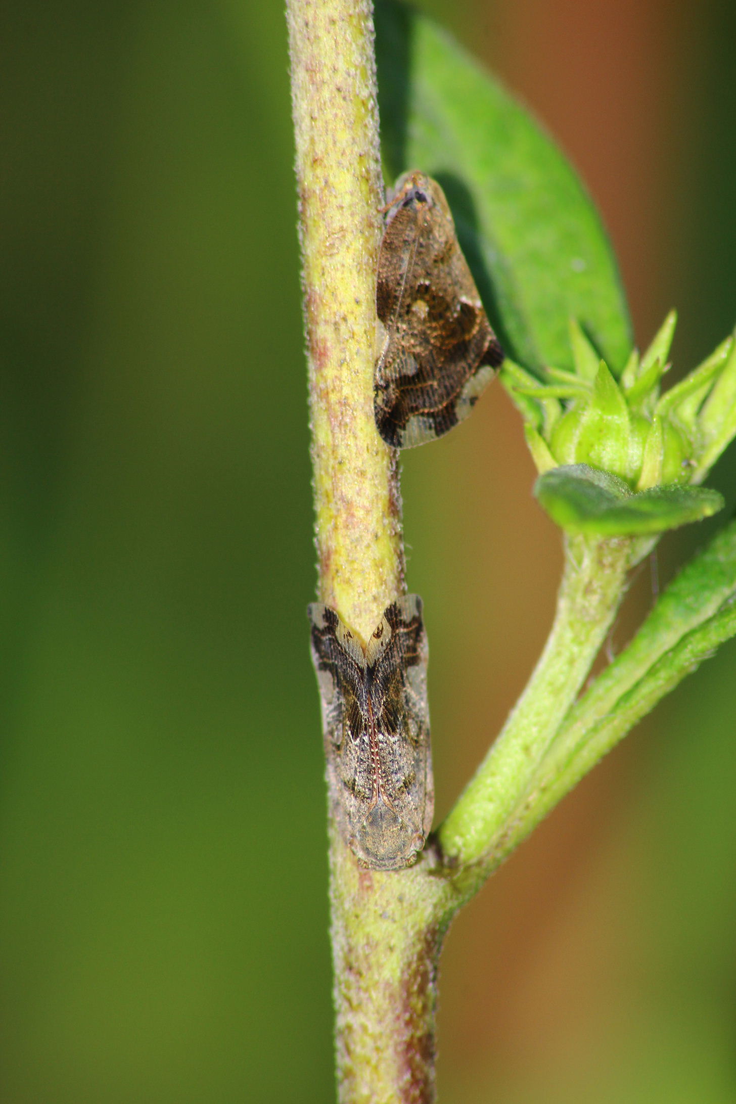 Menbracidae ??? No, Ricaniidae